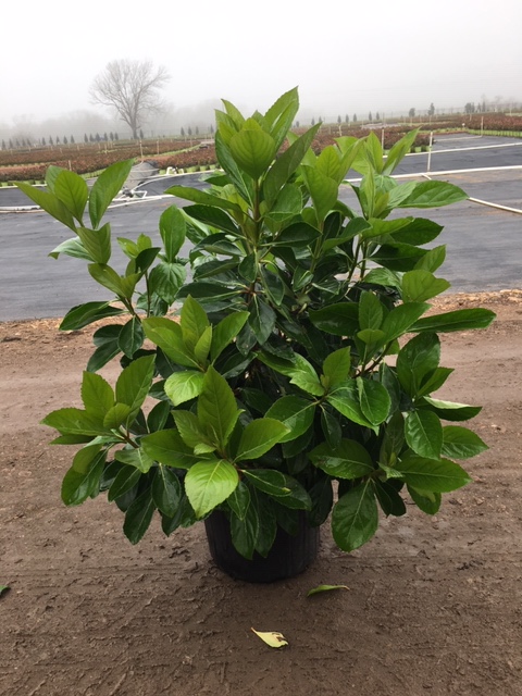 Awabuki Viburnum